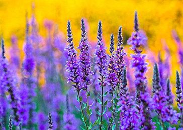 《红色沙漠》不会在国内找代理 中国玩家更习惯通过Steam获取