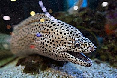 《全面战争：法老》IGN 8分：战斗有趣、不可思议